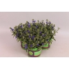 Lobelia Curacao Dark Blue