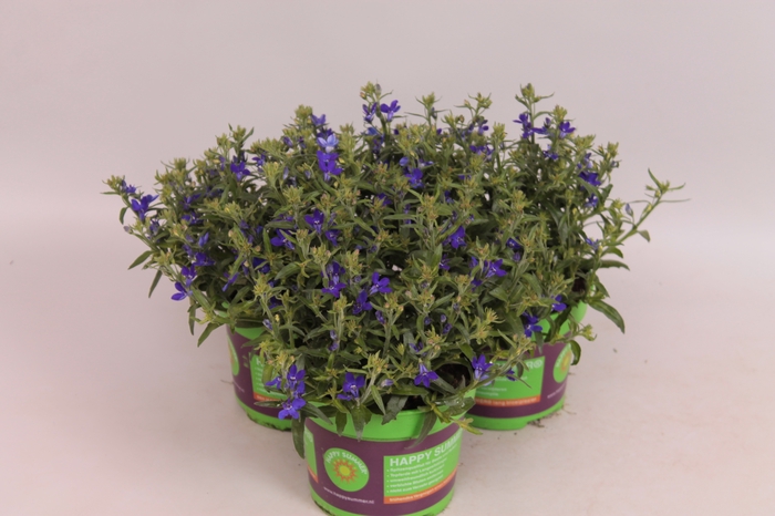 Lobelia Curacao Dark Blue