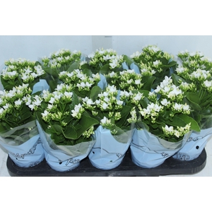 KALANCHOE P11