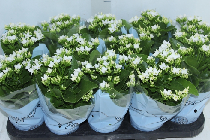 <h4>KALANCHOE P11</h4>