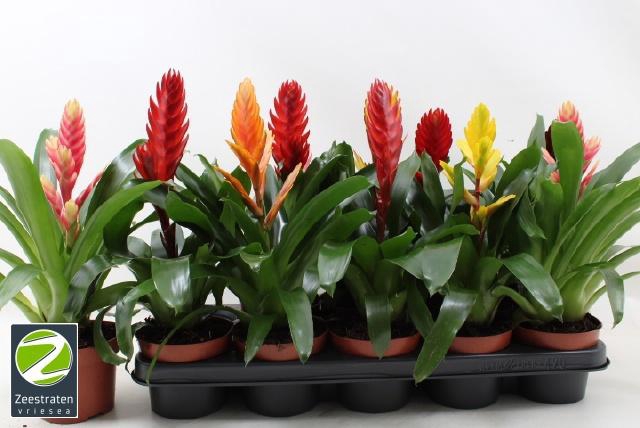 <h4>VRIES GEM 6 SRT</h4>