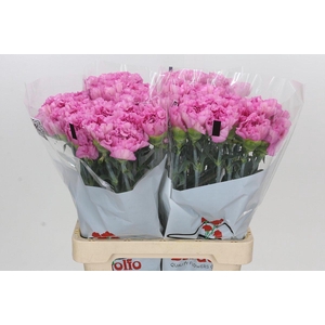 Dianthus St Akela