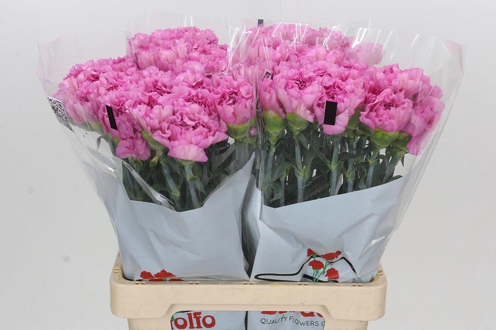 <h4>Dianthus St Akela</h4>
