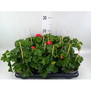 Pelargonium pelt.   ...