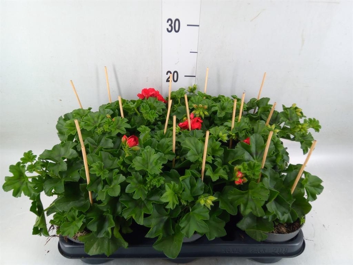 <h4>Pelargonium pelt.   ...</h4>