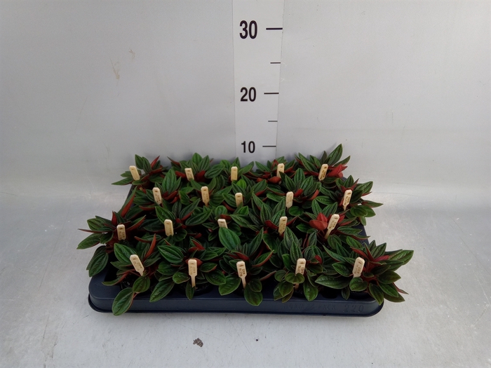 <h4>Peperomia caperata 'Rosso'</h4>