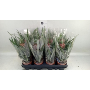 Ananas  'Rosita'