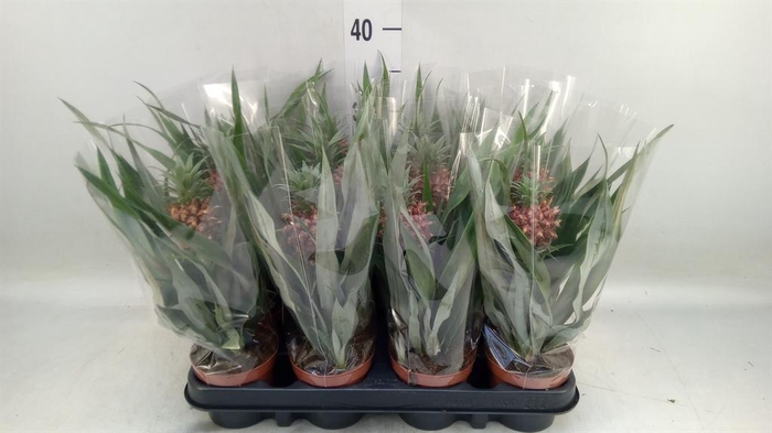 Ananas  'Rosita'