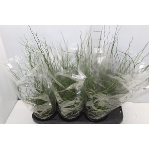 JUNCUS SPIRALIS P15