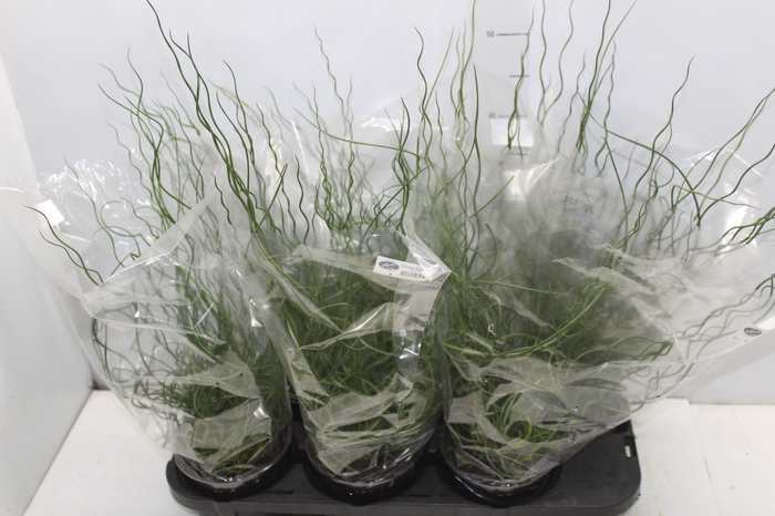 <h4>JUNCUS SPIRALIS P15</h4>