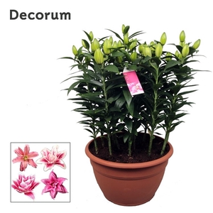 Roselily Pink Decorum XL 15pp