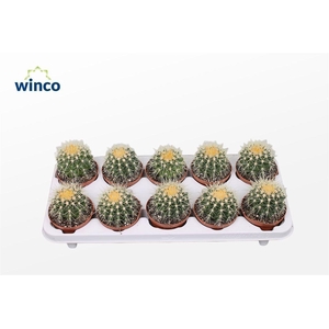 Echinocactus Grusonii