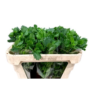 MOLUCCELLA STUK