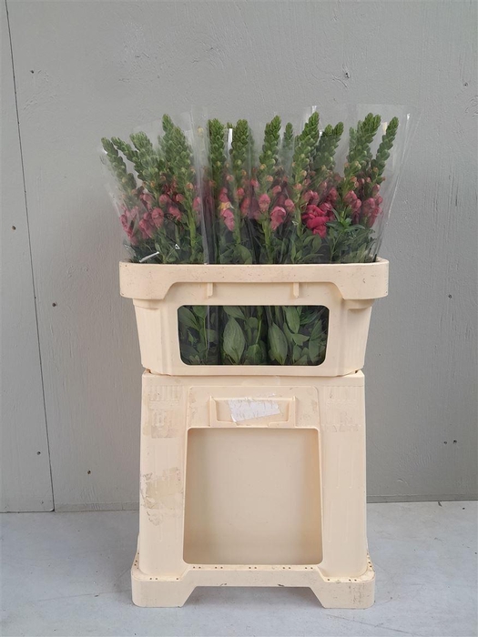 <h4>Antir Antibes Rose</h4>