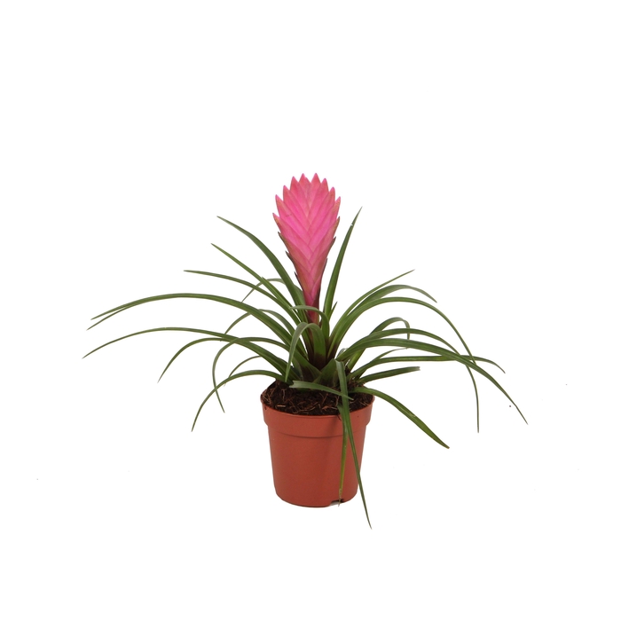<h4>7 cm Tillandsia Cyanea</h4>