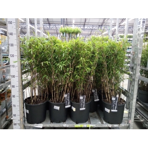 Fargesia nitida 'Volcano'