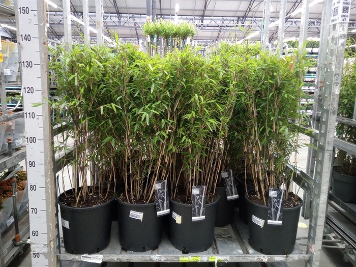 <h4>Fargesia nitida 'Volcano'</h4>