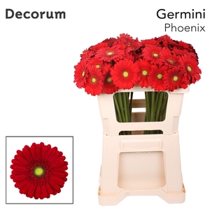 Germini Phoenix Water