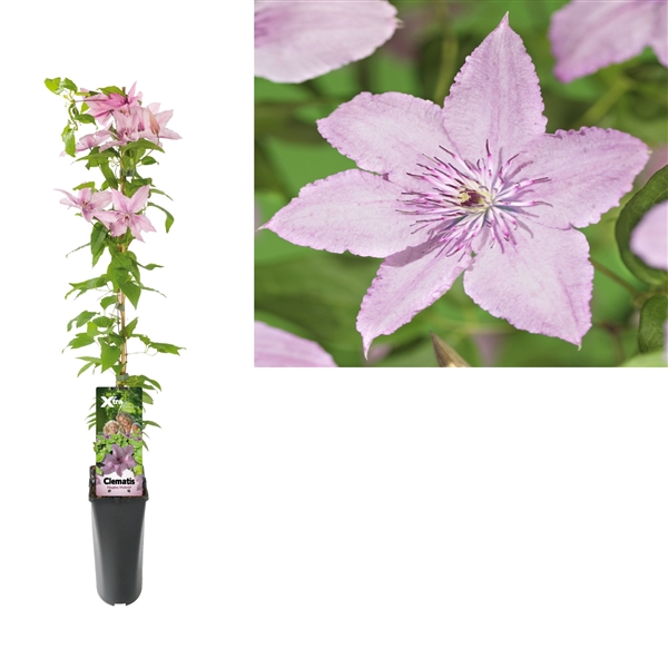 <h4>Clematis 'Hagley Hybrid' +light label</h4>