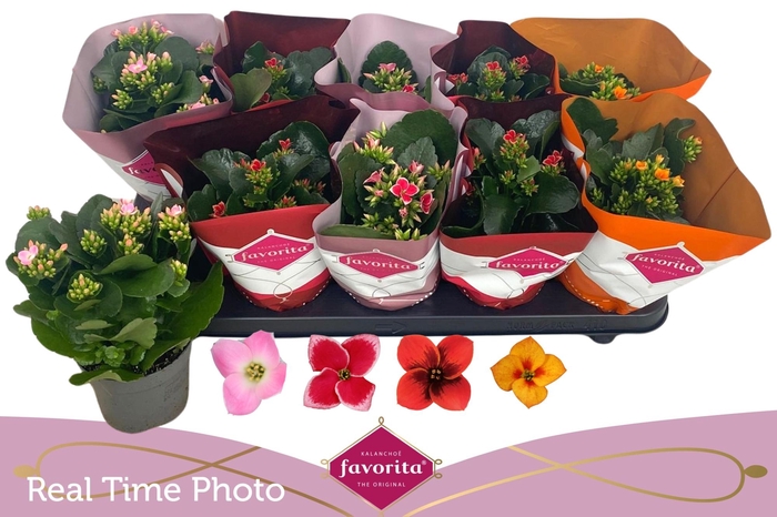 <h4>KAL EN GEM 4 KL</h4>