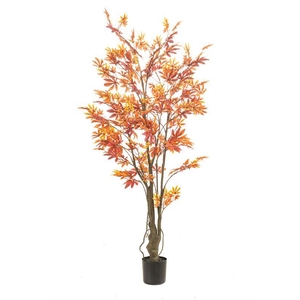 Maple japanese tree red/orange in p