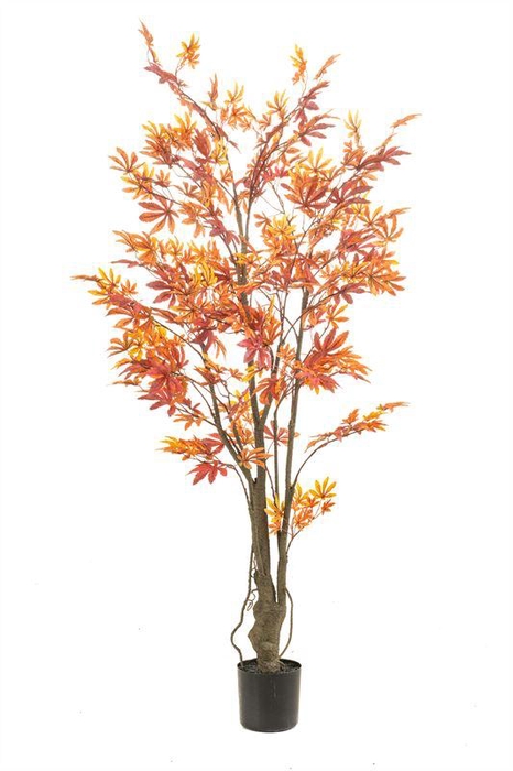 <h4>Maple japanese tree red/orange in p</h4>
