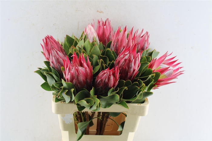 <h4>Protea Cy Madiba</h4>