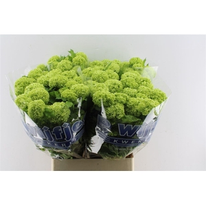 Viburnum Roseum 90cm 4 Bal