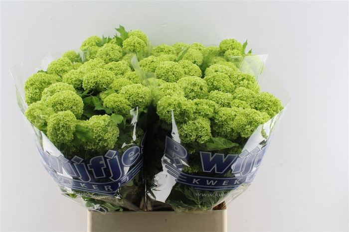<h4>Viburnum Roseum 90cm 4 Bal</h4>