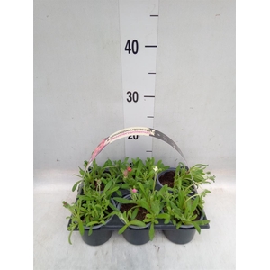 Dorotheanthus bellidiformis