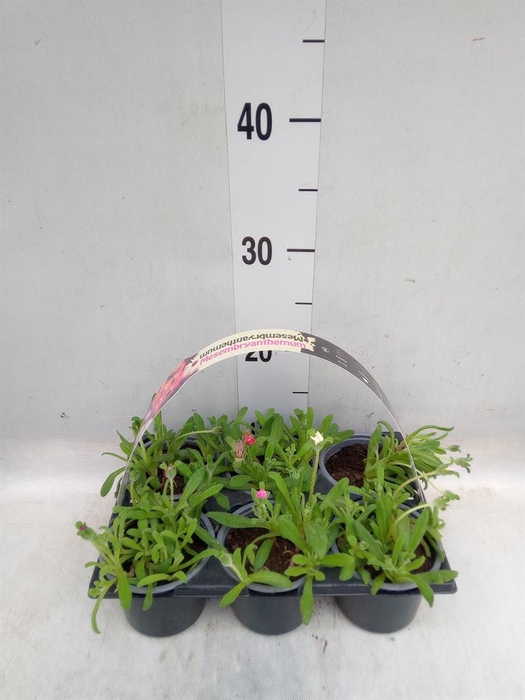 <h4>Dorotheanthus bellidiformis</h4>