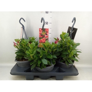 Mandevilla sand. 'Bella Red'