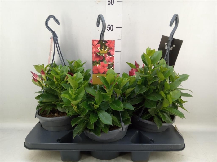 <h4>Mandevilla sand. 'Bella Red'</h4>