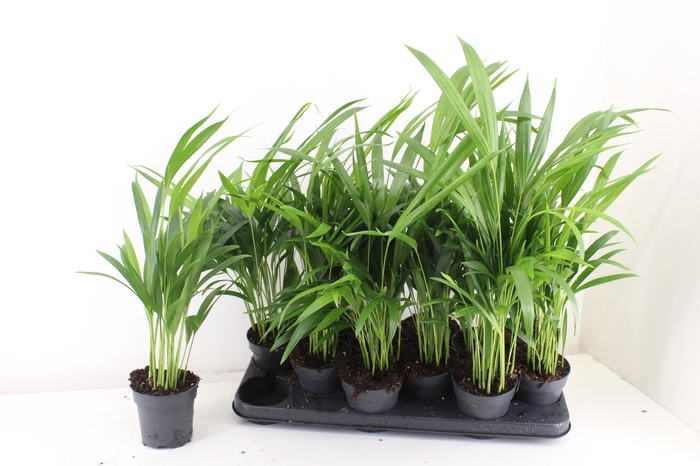 <h4>DYPSIS LUTESCENS</h4>