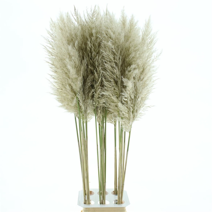 <h4>Corta Se Evita Fresh N L</h4>