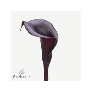 Zantedeschia arabian night