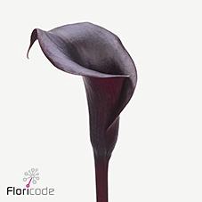 <h4>Zantedeschia arabian night</h4>