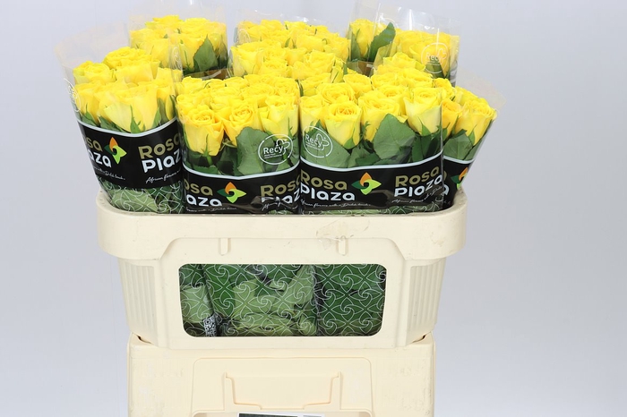<h4>Rosa Gr Solero</h4>