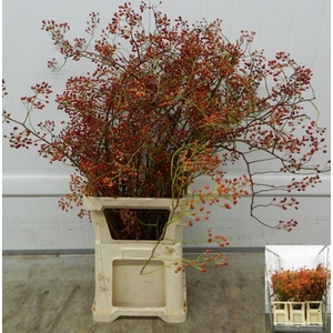 ROSA FOREST QUEEN
