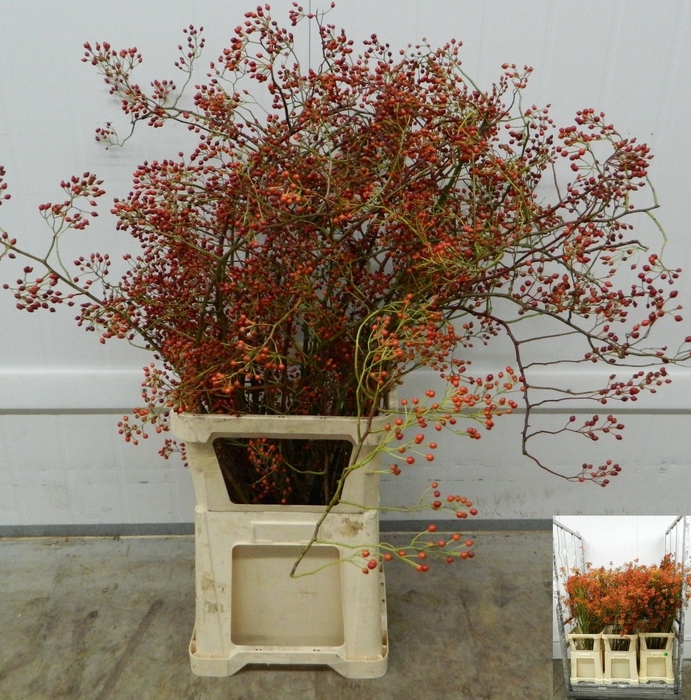 <h4>ROSA FOREST QUEEN</h4>
