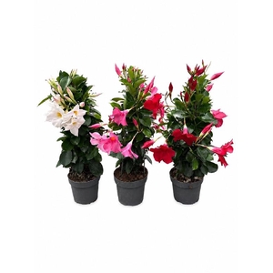 Dipladenia pyramide diverse kleuren