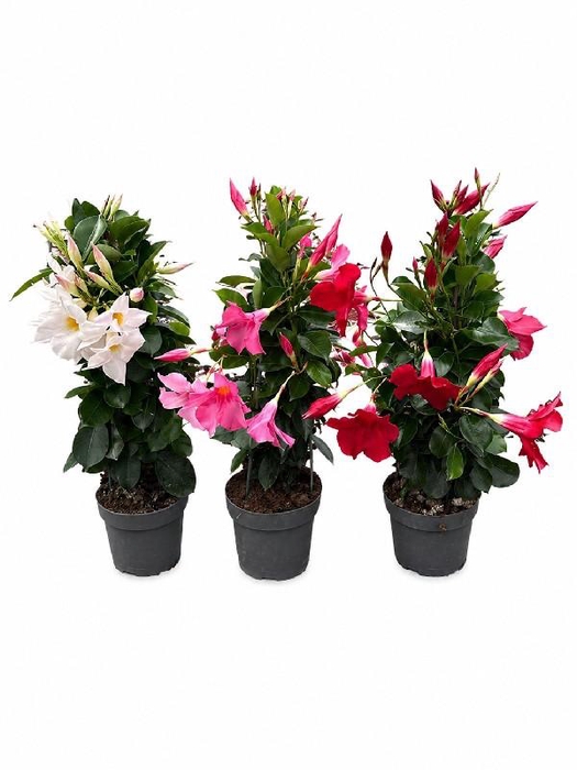 <h4>Dipladenia pyramide diverse kleuren</h4>