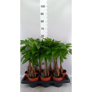 Pachira aquatica
