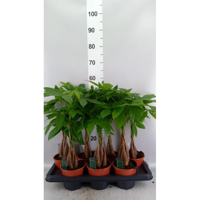 <h4>Pachira aquatica</h4>