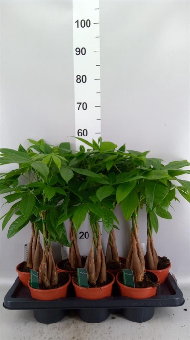 Pachira aquatica