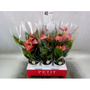 Anthurium andr. 'Livium Red Mirco'