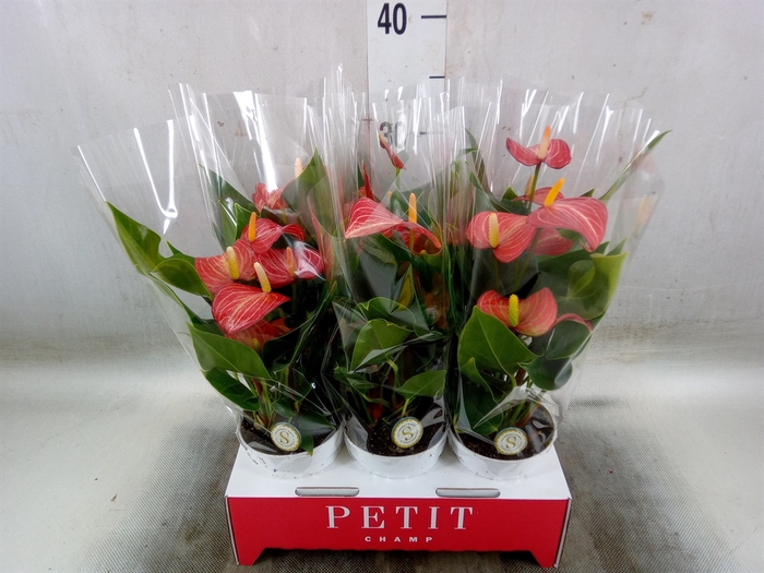 <h4>Anthurium andr. 'Livium Red Mirco'</h4>