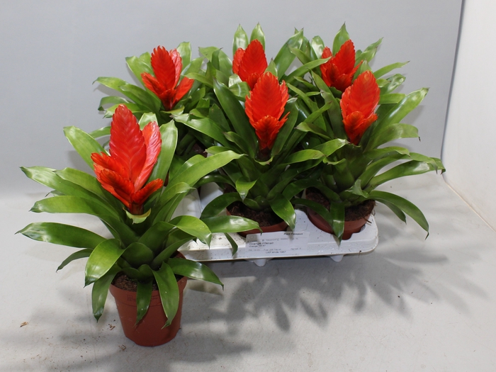 <h4>VRIES INTENSO ORANGE</h4>