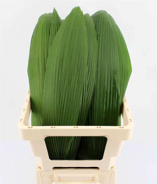<h4>Curculigo Latifolia 82cm</h4>