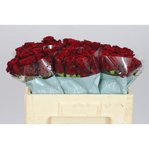 Rosa Gr Red Naomi A2 Porta